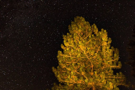 天文摄影星系星背景为天文学, 空间或宇宙, 夜空宇宙, 星际科幻纹理与一棵光被绘的松树在前景