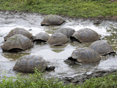 加拉帕戈斯巨型龟, Chelonoidis porteri, 在泥泞的水库加托阿古拉, 圣克鲁斯, Glapagos, 厄瓜多尔