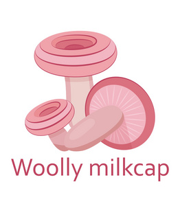 食用蘑菇平图标。Milkcap 具绵状毛。矢量图