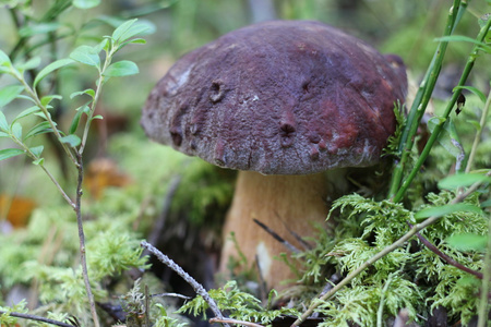 在树林里的蘑菇