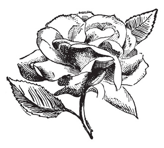 这张照片显示了一朵玫瑰花。花瓣互相包裹着。这是一朵浓密的花。花瓣是小的圆形的, 老式的线条画或雕刻插图