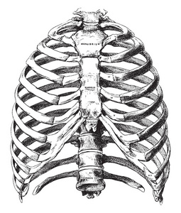 这个插图代表了骨胸的前视图, 复古线条画或雕刻插图