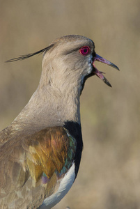 南田凫鸟, Vanellus chilensis