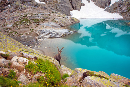 在法国阿尔卑斯山附近 Lac blanc 的翡翠湖附近的高山山羊