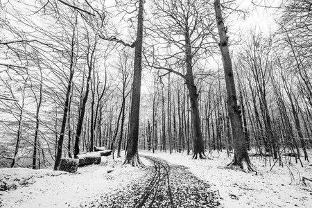 白雪中覆盖着黑白相间的森林冬季风光