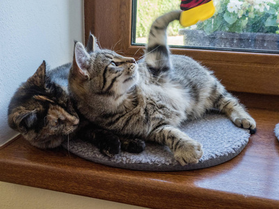 窗户上有两只可爱的小猫.小猫在窗口玩耍摄影图