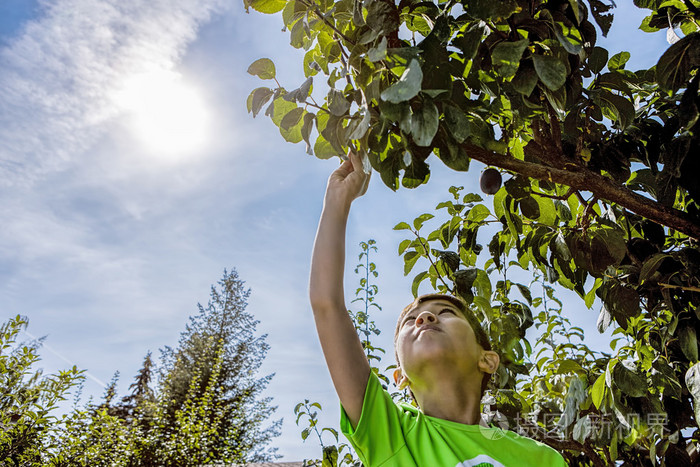 在大热天摘李子