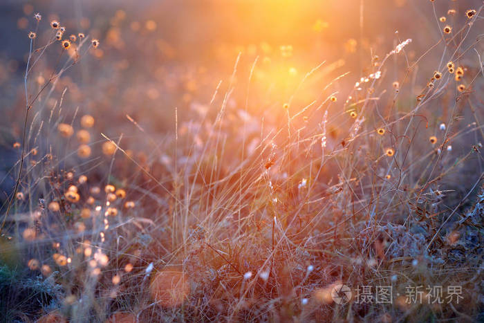 田野里的小草在清晨升起的太阳的光芒中
