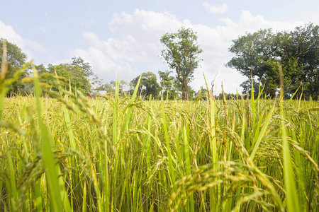 印度马哈拉施特拉邦水稻田景观