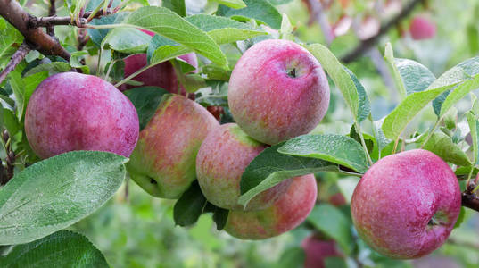 苹果树树枝上的红苹果与果园特写中的露水滴