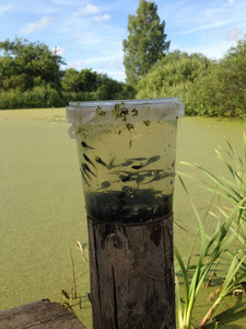 许多蝌蚪在塑料桶里游泳。未来的青蛙生活在池塘里, 绿色的浮萍覆盖着