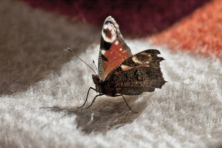 蝴蝶孔雀眼睛与拉丁名字 Aglais io 飞进打开的窗口, 坐在毯子上
