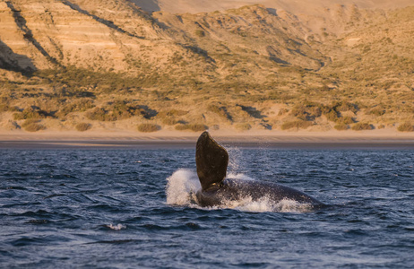 鲸鱼在大西洋在巴塔哥尼亚阿根廷
