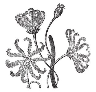 这是属于海星家族的 Crinoidea。它们被树根附着在海洋岩石上。他们有长和灵活的茎, 复古线画或雕刻插图