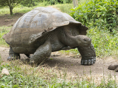 加拉帕戈斯巨型龟, Chelonoidis porteri, 保留加托阿古拉, 圣克鲁斯, Glapagos, 厄瓜多尔