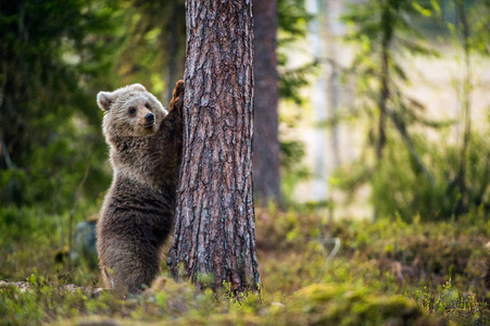 棕色熊幼崽站立在它的后腿。科学名称 厄休斯 arctos。在夏天森林里