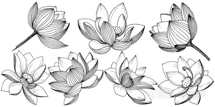 矢量莲花.花卉植物花.独立的插图元素.植物全名: 莲花.