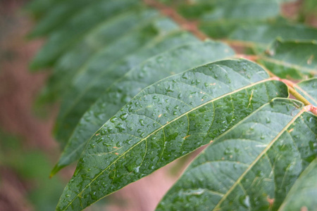 带雨滴的蕨类植物的绿叶