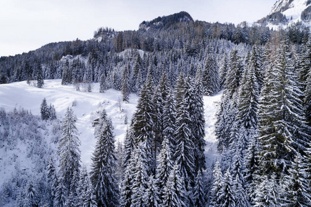 阳光明媚的冬日白雪覆盖森林的鸟瞰图