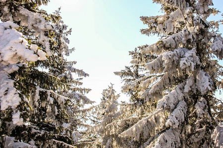 冬天仙境山风景以世纪老云杉和松树在奥地利阿尔卑斯在一个明亮的晴朗的天在冬天时间。Semmering 山景观。复制空间