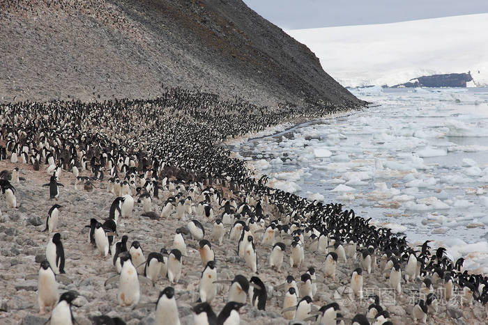 南极洲 Adlie 企鹅殖民地在一个晴朗的夏日