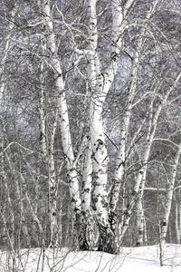 美丽的冬天雪景观