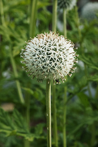 明亮的 echinops 花 俄罗斯环球蓟或 globethistle, 白色或浅蓝色圆盘小花的球形花朵, 垂直组合, 选择