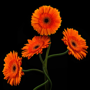 橙色非洲菊与孤立在黑色背景上的干