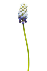 Muscari 花蓝葡萄风信子在白色背景下分离。春天的概念。平躺, 顶部视图