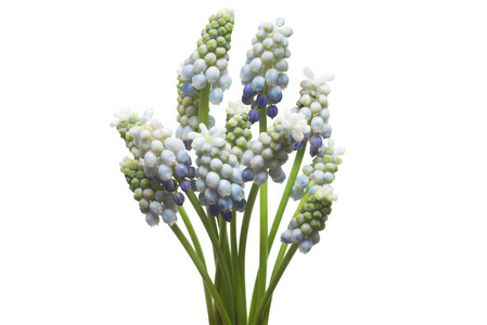 Muscari 花蓝葡萄风信子在白色背景下分离。春天的概念。平躺, 顶部视图