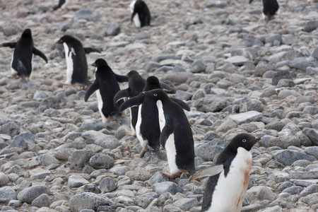 南极洲 Adlie 企鹅殖民地在一个晴朗的夏日