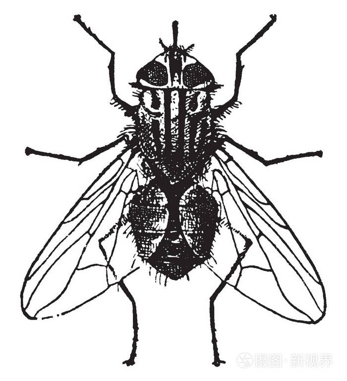 稳定苍蝇是全球公认的家畜害虫, 复古线画或雕刻插图
