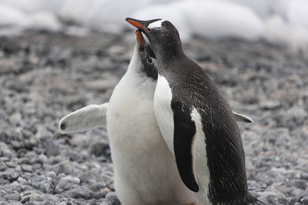 南极 subantarctic 企鹅特写