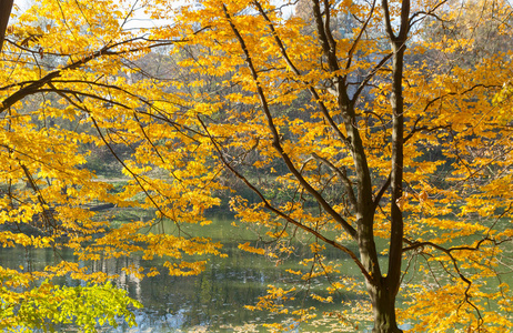 湖面上的黄枫秋树
