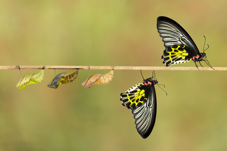 女性常见凤蝶蝴蝶的生命周期