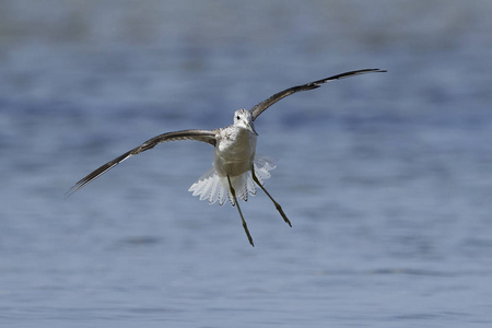 常见 greenshank Tringa nebularia 在其自然栖息地