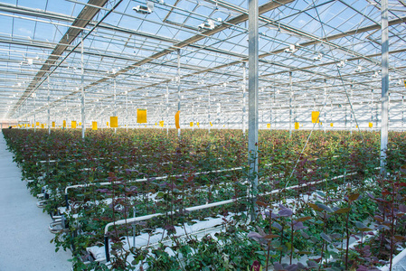 大工业温室与荷兰玫瑰, 整体计划