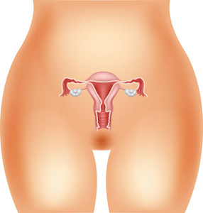 女性生殖系统的矢量图