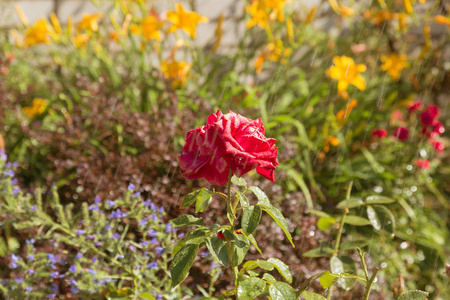 在花园里浇花。女园丁在夏日花园里浇灌植物。关闭美丽的红玫瑰对模糊背景盛开在夏季花园。浇花后水滴