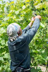 农民酿酒师观察葡萄地里的葡萄