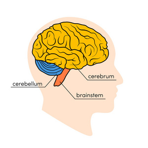 人脑的剖面图。人的大脑的部分画了不同的颜色, 向量例证