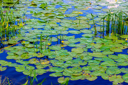 与睡莲池塘图片