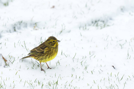 Yellowhammer 在雪中寻找食物在冬天