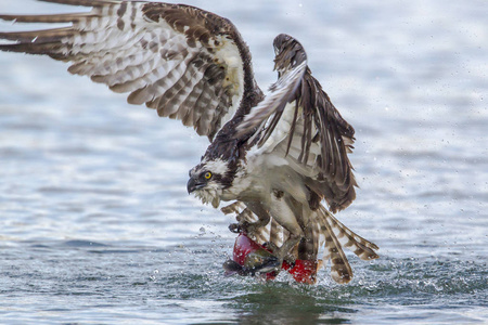 鱼鹰把 kokanee 鲑鱼从水中抬出来。一只鱼鹰在北爱达荷州的海登湖捕捉到 kokanee 鲑鱼后飞走了。