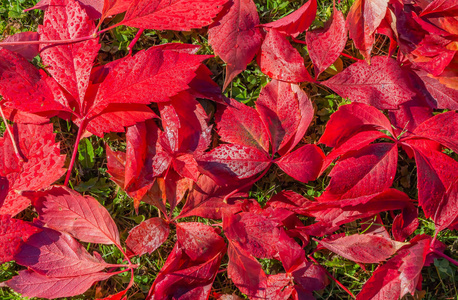 秋天, 一个公园里的绿草草坪上, 少女葡萄红色湿树叶的美丽质地.照片