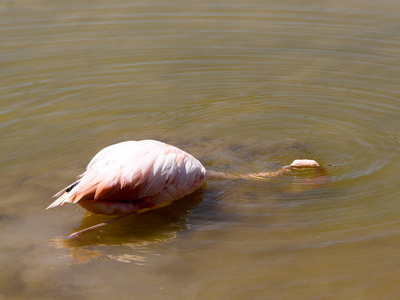 大火烈鸟, Phoenicopterus 鲁伯尔, 在厄瓜多尔加拉帕戈斯群岛伊莎贝拉岛的泻湖上狩猎浮游生物