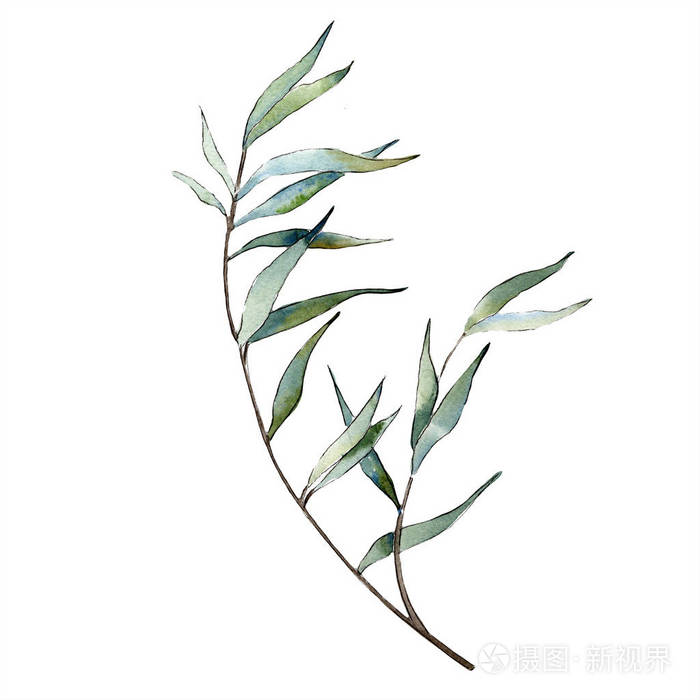 水彩绿柳枝.叶植物植物园花叶.独立的插图元素.