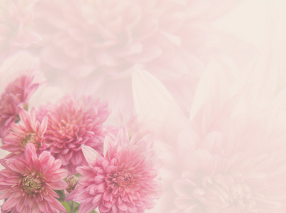 美丽的粉红色菊花花