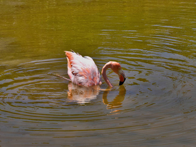 大火烈鸟, Phoenicopterus 鲁伯尔, 在厄瓜多尔加拉帕戈斯群岛伊莎贝拉岛的泻湖上狩猎浮游生物