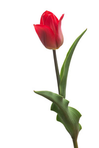一朵红色的郁金香花被隔离在白色背景上。还是生活, 婚礼。平躺, 顶部视图